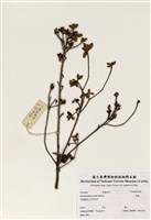 藏品(杜鵑)的圖片